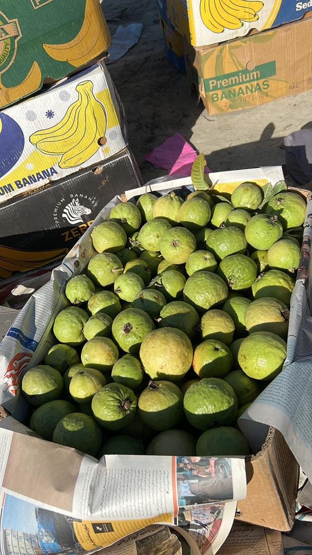 تصویر 2 از فروش عمده گواوا تازه + بارگیری ازباغات ایران