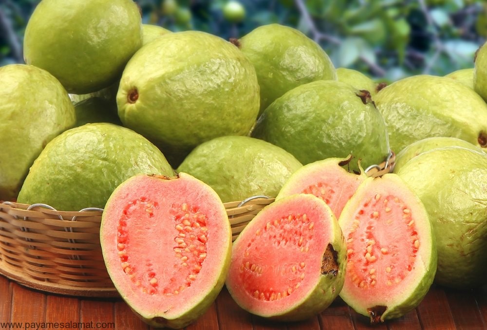 تصویر 4 از فروش عمده گواوا تازه + بارگیری ازباغات ایران