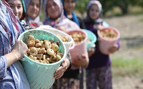 انجیر خشک مرغوب با کیفیت عالی