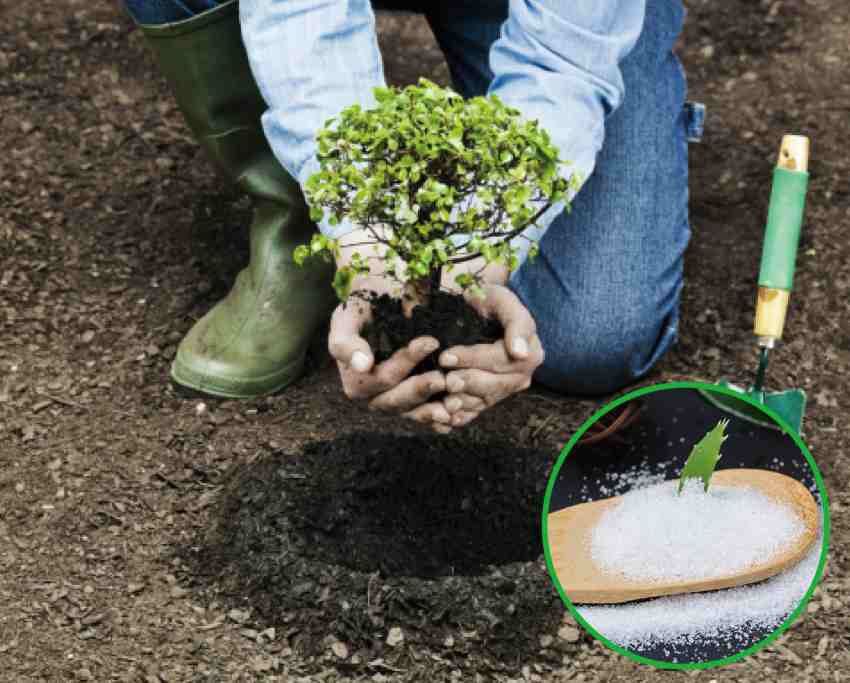 قیمت ویژه کود هیدروژل نگهدارنده رطوبت و تغذیه گیاه