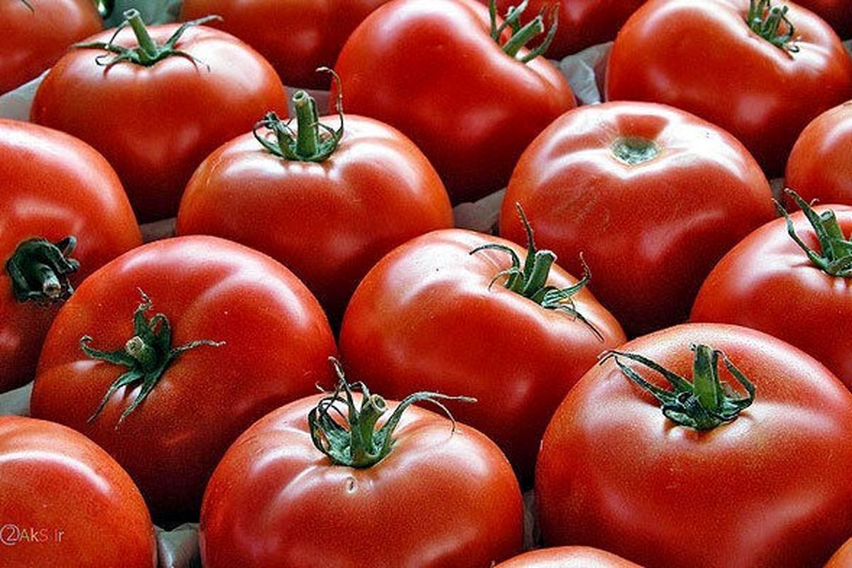 تصویر 3 از گوجه‌ فرنگی ارگانیک مخصوص رب + کیفیت عالی