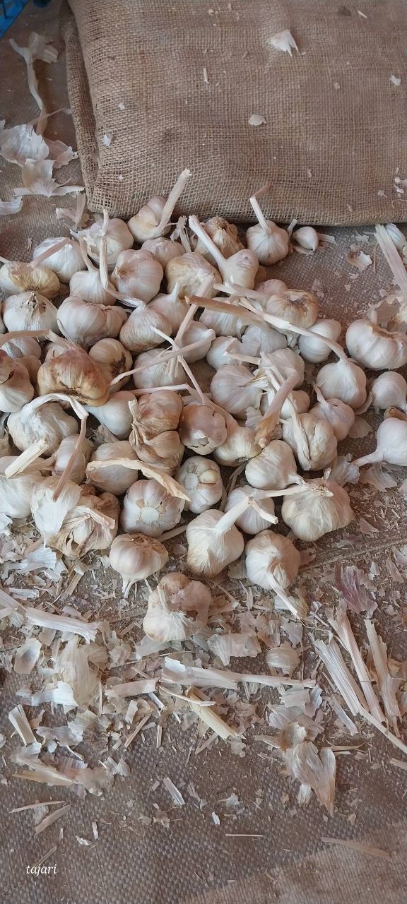 خشکبار سیر کوثر