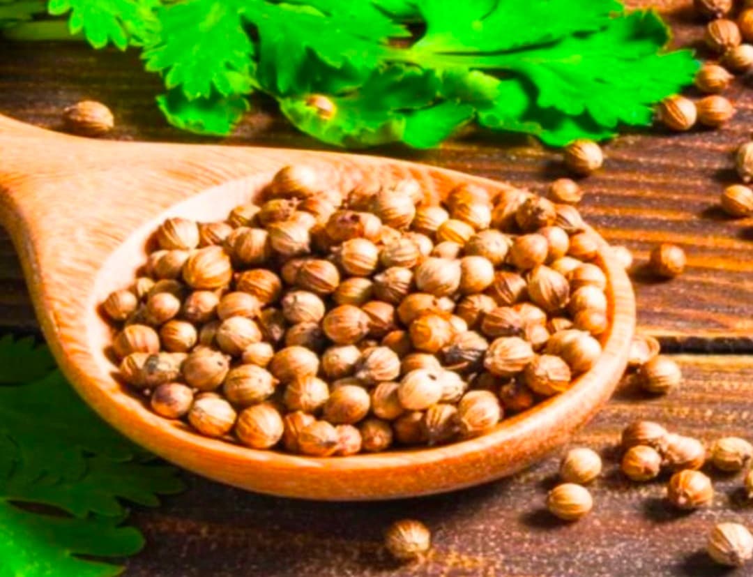 تصویر 1 از فروش دانه گشنیز خوش‌ بوی ویژه تولید کنندگان چاشنی و سس