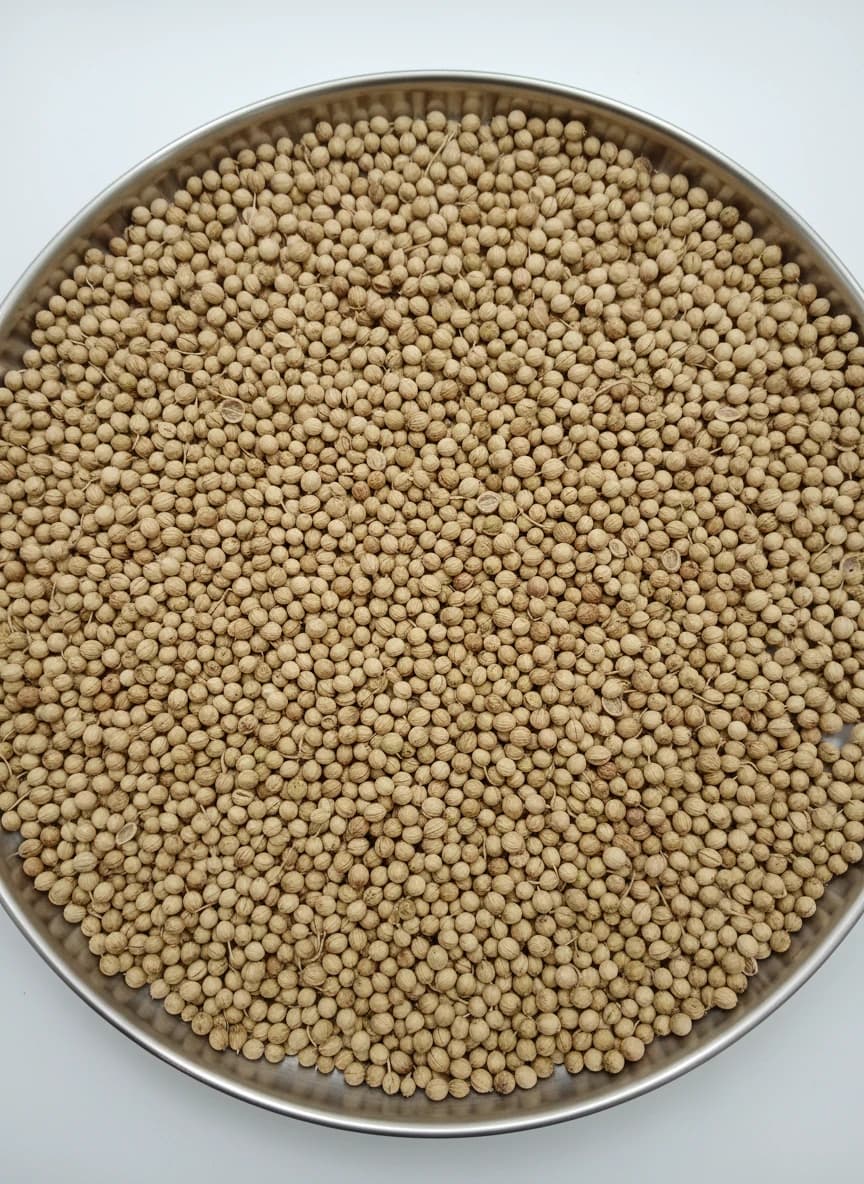 تصویر 1 از خرید دانه گشنیز مناسب تولید ترشیجات با طعم قوی