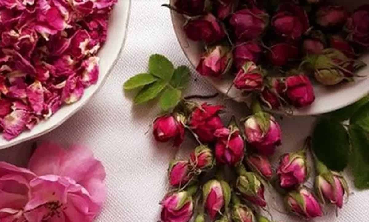 قیمت گل محمدی