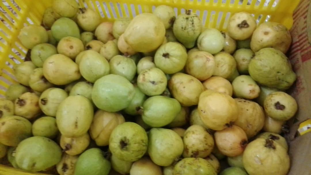 تصویر 3 از سود عالی بار فروش عمده گواوا جنوب