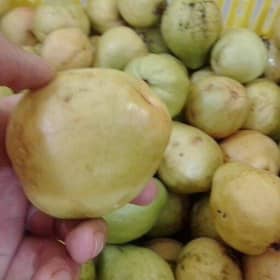 تصویر 2 از سود عالی بار فروش عمده گواوا جنوب