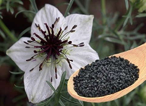 تصویر 3 از خرید سیاه دانه درجه یک تناژ بالا + قیمت رقابتی