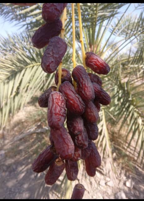 تصویر 3 از انواع خرما پیارم پانیل حاوی مواد مغذی