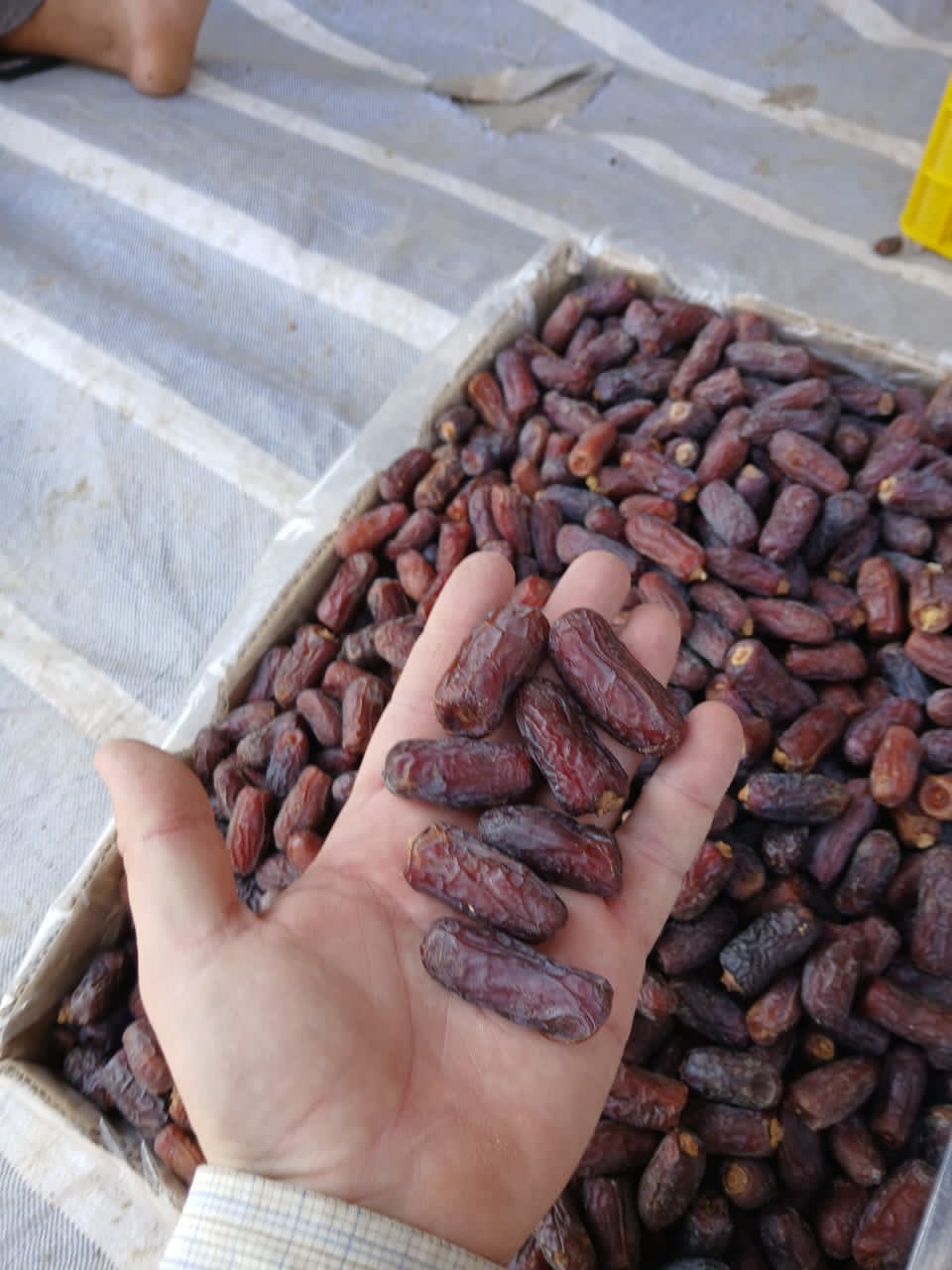 تصویر 2 از خرما پیارم تازه و خوشمزه با عطر دلنشین