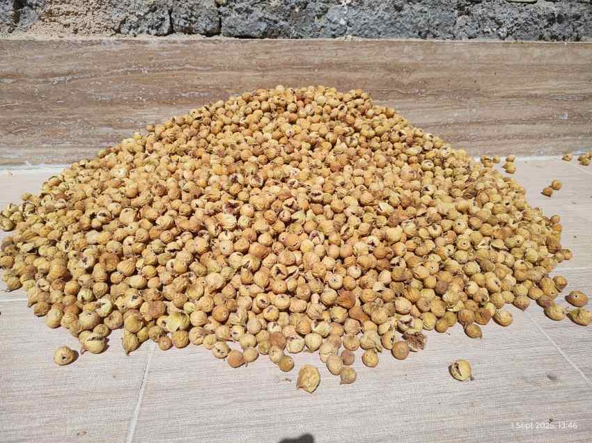 تصویر 2 از فروش عمده انجیر خشک ریز + تامین مستقیم  برای بازار داخلی و صادرات