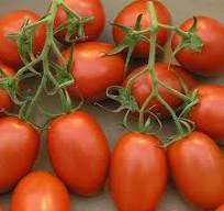 تصویر 4 از گوجه فرنگی بوته ای سوپر سایز درشت