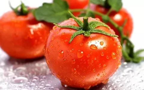 تصویر 3 از گوجه‌ فرنگی خوشه ای مدرن و استاندارد