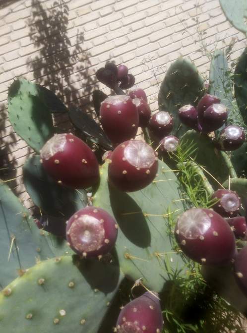 تصویر 4 از لیست قیمت نهال کاکتوس میوه دار + مشاوره احداث مزرعه تجاری
