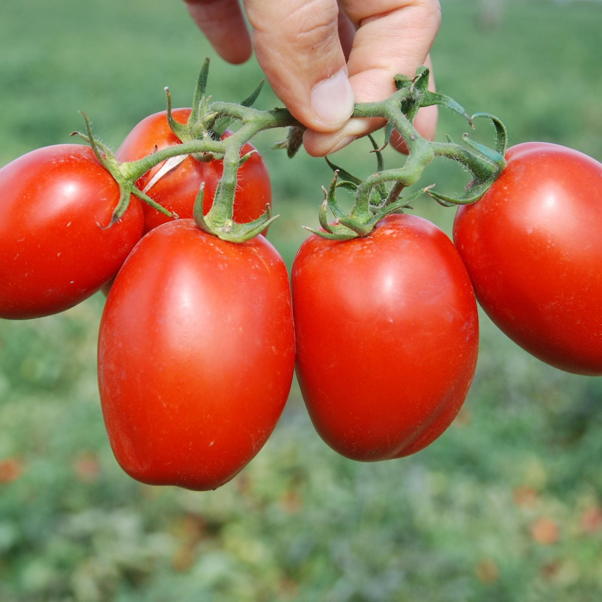 تصویر 1 از انواع گوجه‌ فرنگی انگوری + ارسال آسان