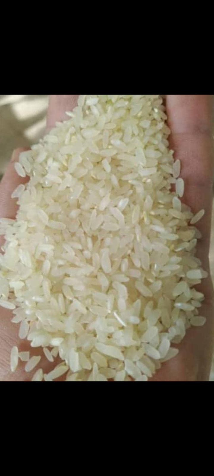 قیمت برنج محلی کامفیروزی باکیفیت + ارزان