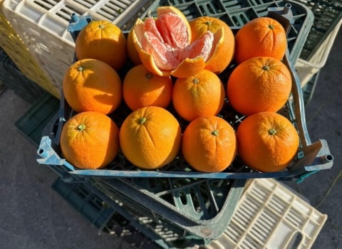 تصویر 4 از نارنگی پاییز تازه و شیرین با عطر طبیعی و بافت لطیف