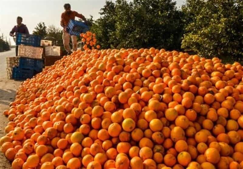پرتقال جنوب ترش تازه با طعم قوی و عطر طبیعی