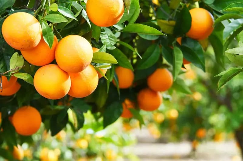 قیمت پرتقال کوچک