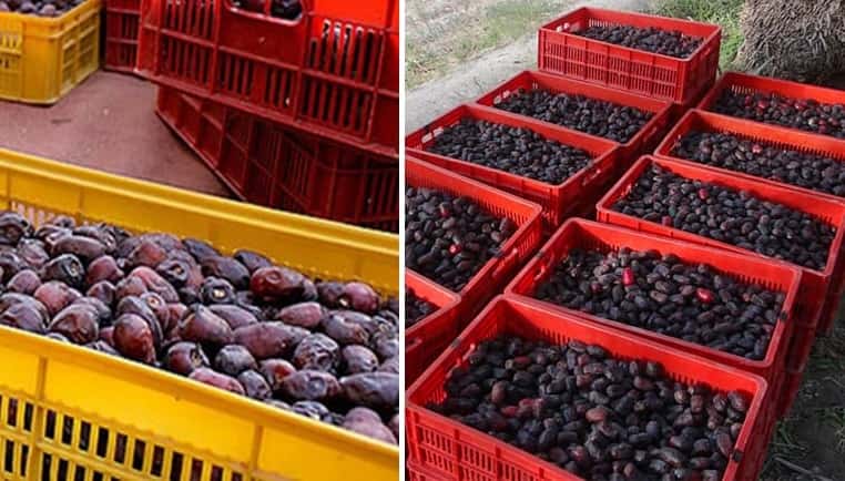 خرمای رطب مضافتی بم مجلسی درشت و خوش طعم