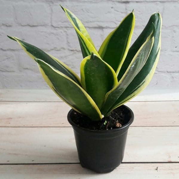 تصویر 2 از سانسوریا کرواتی با استایل مینیمال و شیک