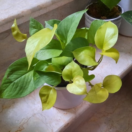 تصویر 4 از پتوس نئونی انتخابی شیک برای دکوراسیون داخلی