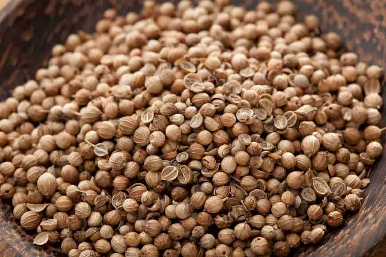 تصویر 2 از تخم گشنیز سپاهان شهر کاربری گسترده خوراکی