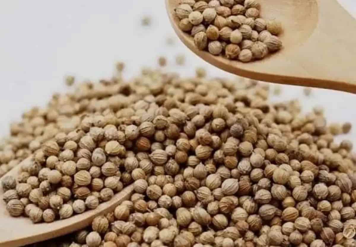 تصویر 2 از تخم گشنیز خشک فرآورده گیاه دارویی خوراکی
