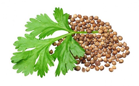 تصویر 3 از تخم گشنیز المانی محصولی وارداتی با کیفیت بالا
