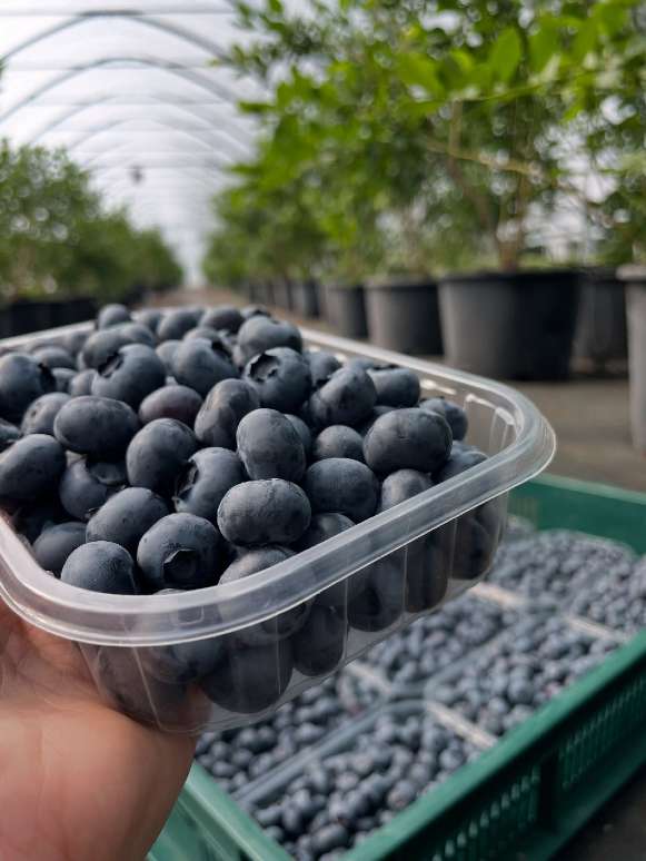 فروش عمده بلوبری جامبو بسته بندی شده مستقیم از مزرعه