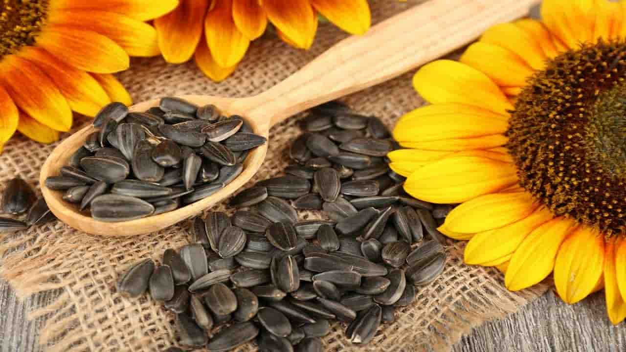 تصویر 4 از تخمه آفتابگردان سیاه با پوسته نرم و مغز خوشمزه