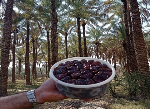 تصویر 3 از خرما کبکاب خشت ریحان با بسته بندی 1000 گرمی