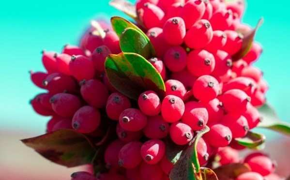 تصویر 1 از خرید زرشک کوهی خراسان + قیمت استثنایی