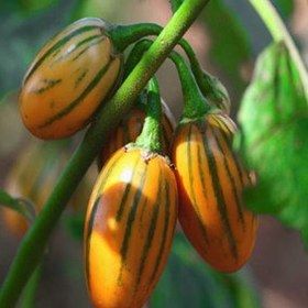 خرید بادمجان توگا