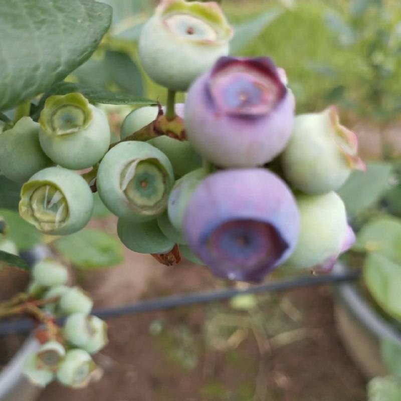 تصویر 4 از فروش عمده نهال بلوبری دو ساله میوه دار به همراه بستر کشت تخصصی و کود