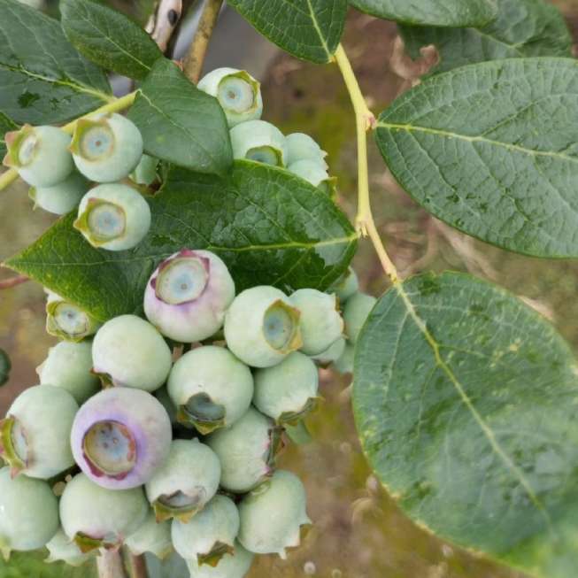 تصویر 1 از خرید نهال بلوبری دوساله میوه دار با تضمین باردهی