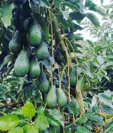 تصویر 3 از مرکز تخصصی عرضه نهال آووکادو در ایران + مشاوره صفر تا صد