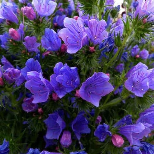 تصویر 1 از گل گاوزبان صحرایی مناسب استفاده روزانه و افزایش انرژی بدن