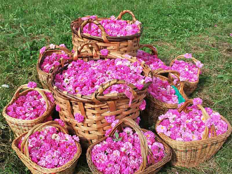 قیمت گلاب شیشه ای