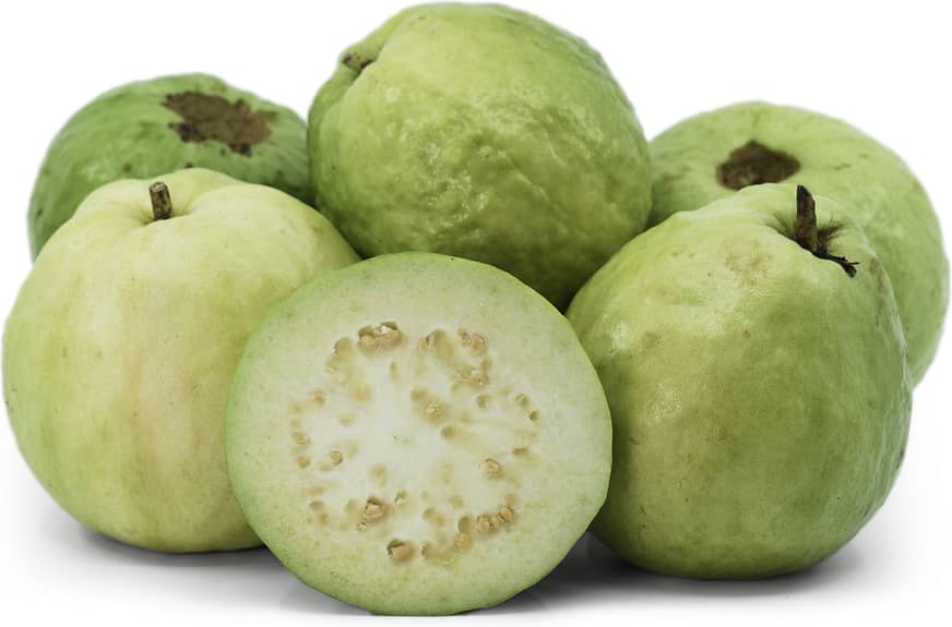 تصویر 1 از سفارش گواوا جنوب عمده بهترین شرایط خرید