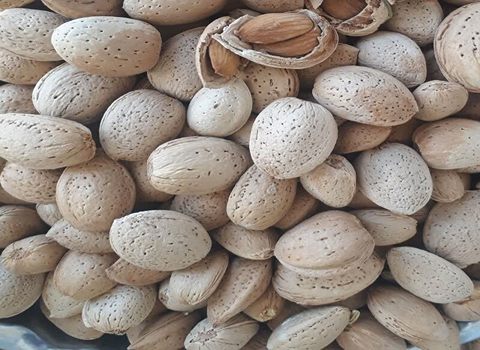 بادام درختی سفید در کیسه های پارچه ای ۵ کیلویی