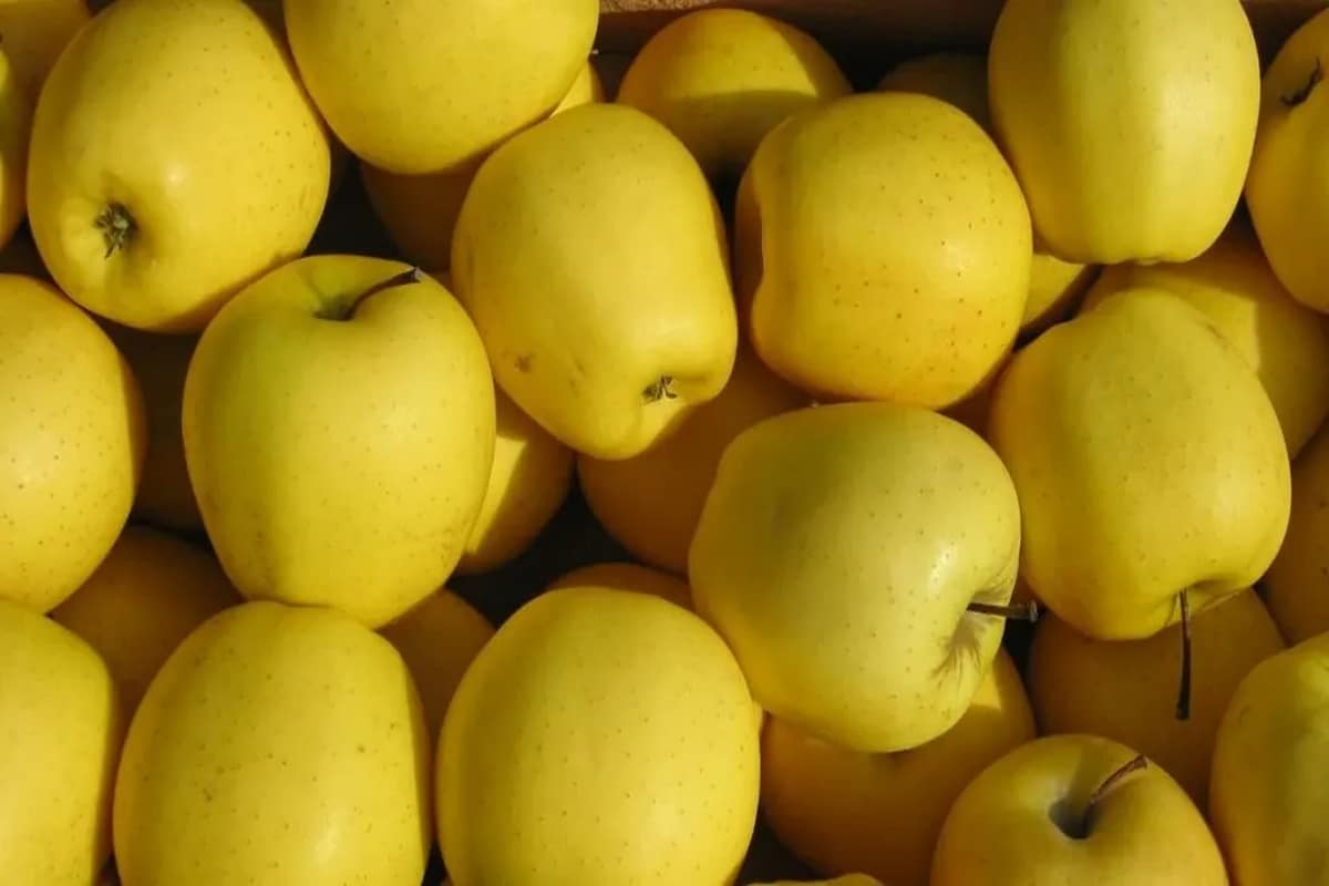 تصویر 2 از خرید و فروش سیب زرد سمیرم مراغه + قیمت فروش استثنائی