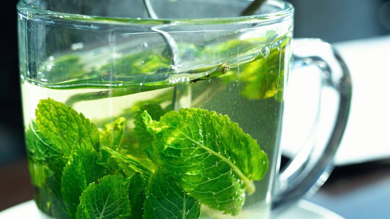 عرق نعنا غلیظ و طبیعی با طعم و عطر قوی تهیه شده از برگ‌ های تازه
