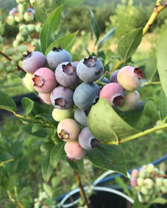 تصویر 2 از نهال بلوبری از کجا بخریم + فروش نهال بلوبری گلدانی