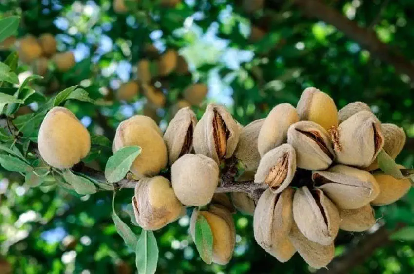 تصویر 4 از بادام درختی با پوست تازه و درجه یک