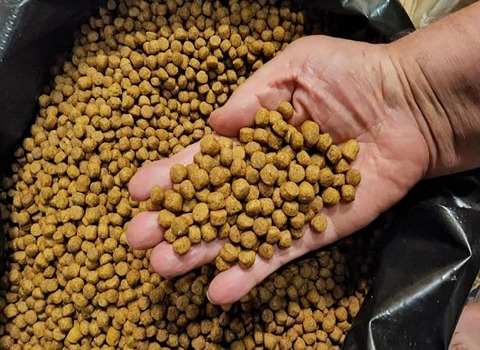 غذای ماهی شیراز فرمول اختصاصی برای ماهی‌ های حساس