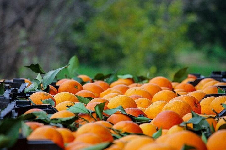تصویر 3 از پرتقال مارس با طعم شیرین و بافت آبدار با پوستی نازک