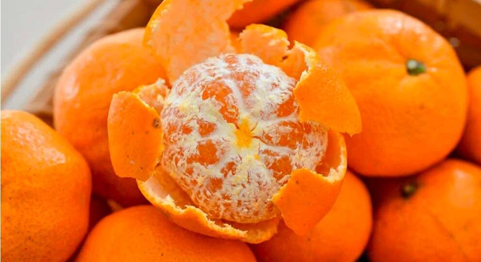 نارنگی زودرس با طعم شیرین و رسیدگی سریع