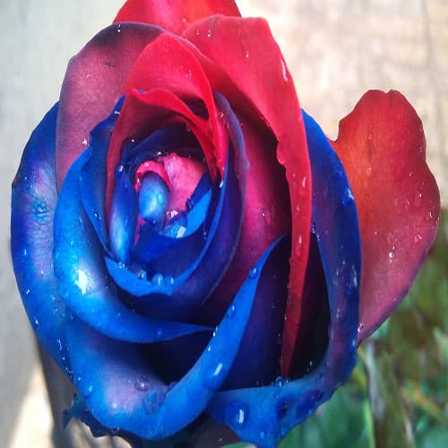 تصویر 2 از رز هلندی آبی مناسب تزیین