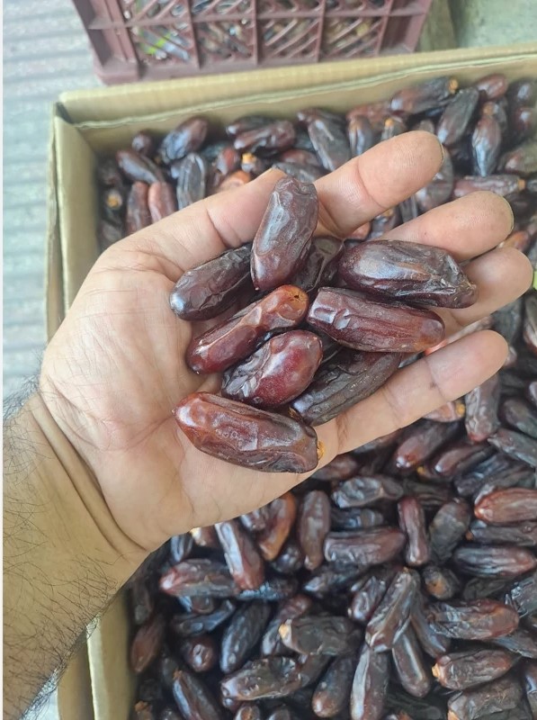 تصویر 3 از خرما ربی سیستان اعلا تازه 1 کیلویی